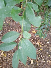 Achatocarpus nigricans