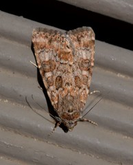 Heliothis punctifera