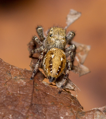 Dendryphantes rudis