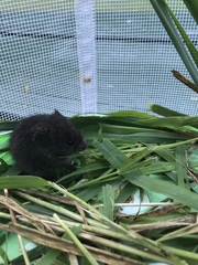 Microtus ochrogaster