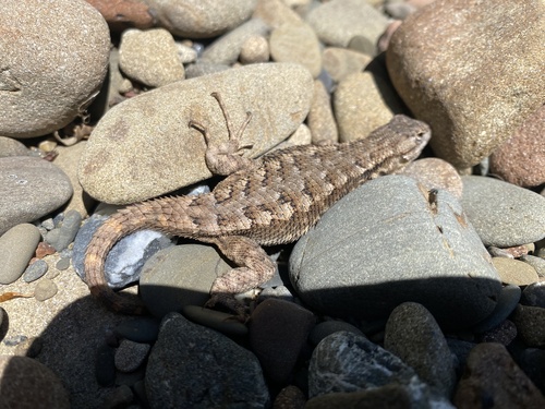 iNaturalist observation photo of Western Fence Lizard