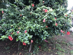 Hibiscus rosa-sinensis
