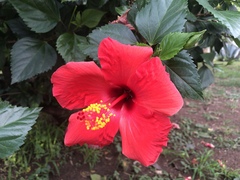 Hibiscus rosa-sinensis