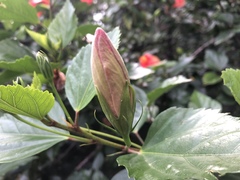 Hibiscus rosa-sinensis