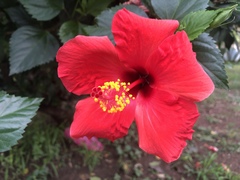 Hibiscus rosa-sinensis