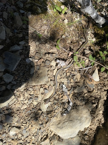 iNaturalist observation photo of Striped Racer