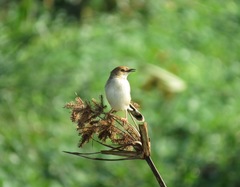 Cisticola marginatus