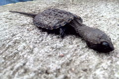 Chelydra rossignonii