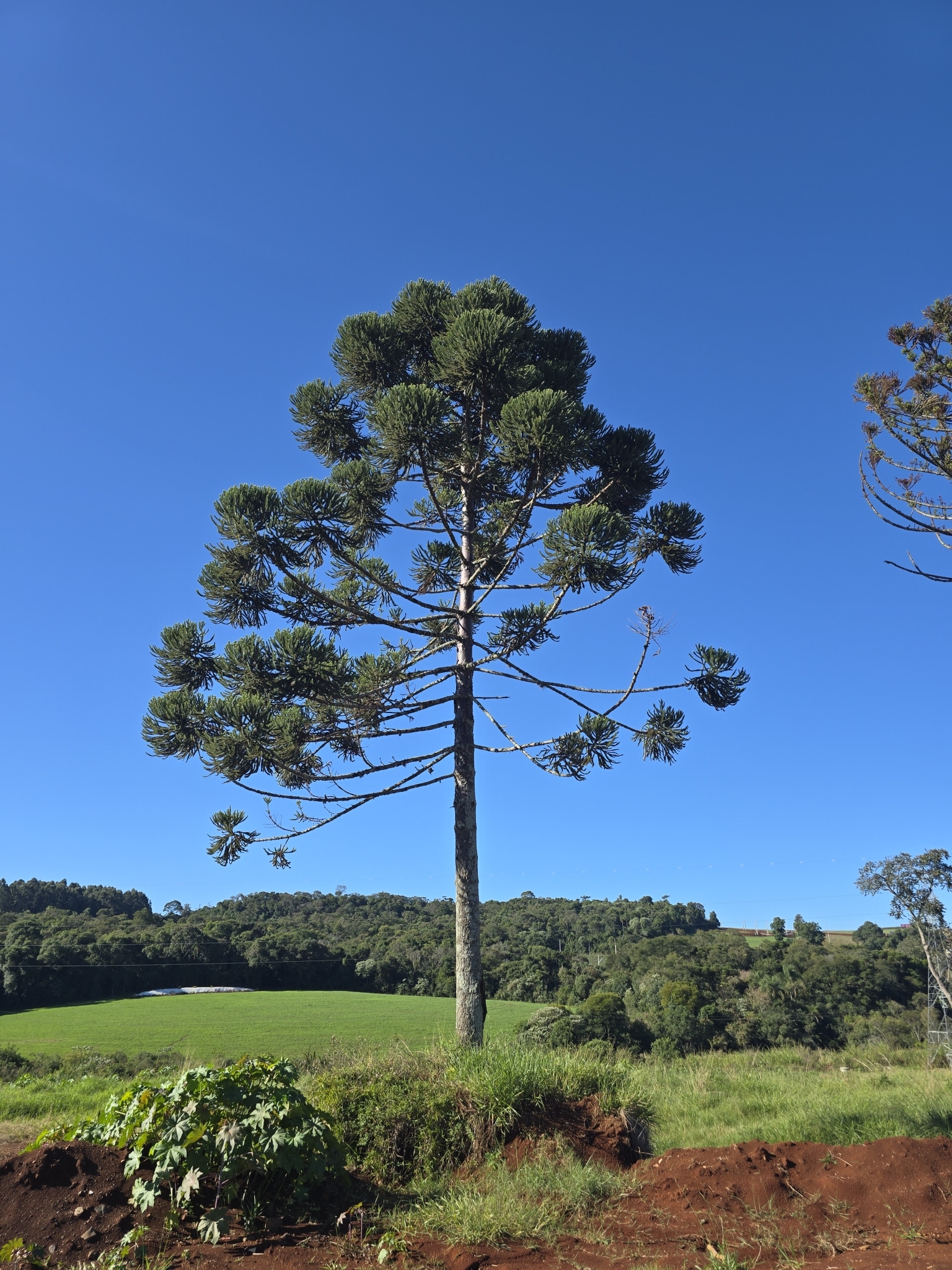 Araucaria angustifolia