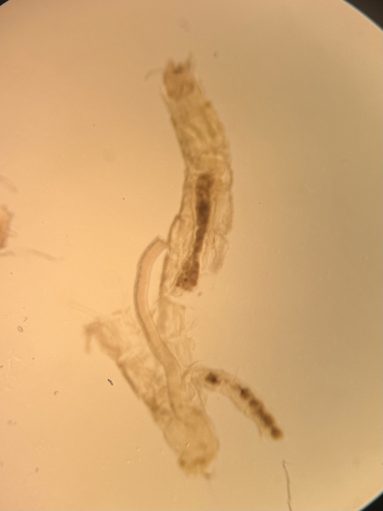 Tanytarsus buckleyi