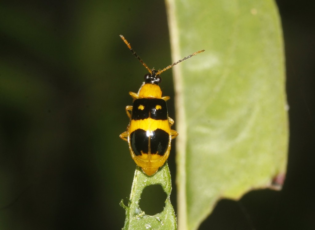 Diabrotica pulchella