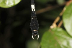 Phyllogomphoides suasus