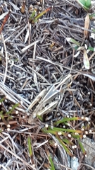 Stenobothrus ursulae
