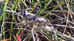 Stenobothrus ursulae