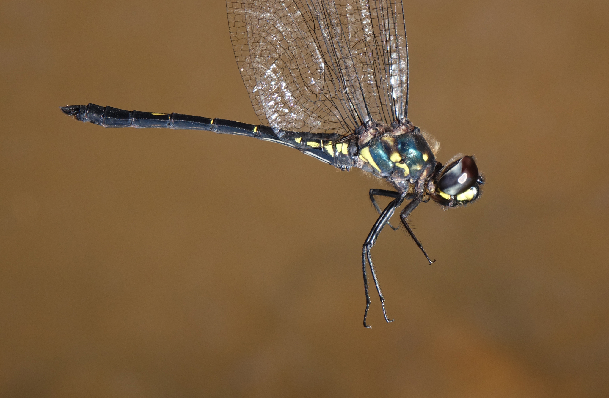 Emerald Cascader