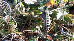 Anonconotus pusillus