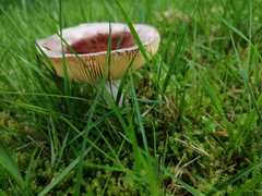Russula