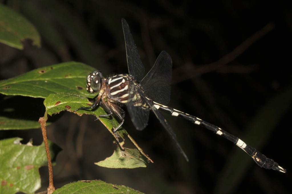 Phyllogomphoides suasus