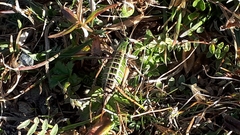 Anonconotus pusillus