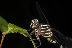 Phyllogomphoides suasus