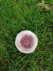 Russula
