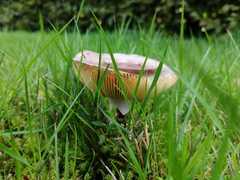Russula