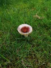 Russula