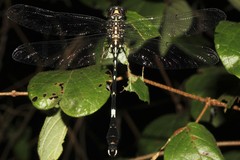 Phyllogomphoides suasus