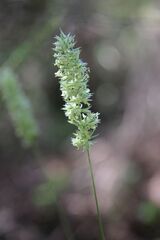 Koeleria vallesiana, photograph (c) Olivier Argagnon, some rights reserved (CC BY)