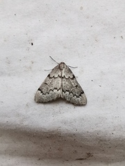 Nepytia pellucidaria