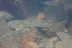 Rhinogobius similis