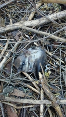 Glaucomys oregonensis