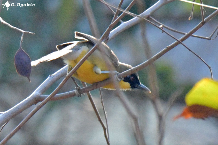 Yellow-throated Laughingthrush photo