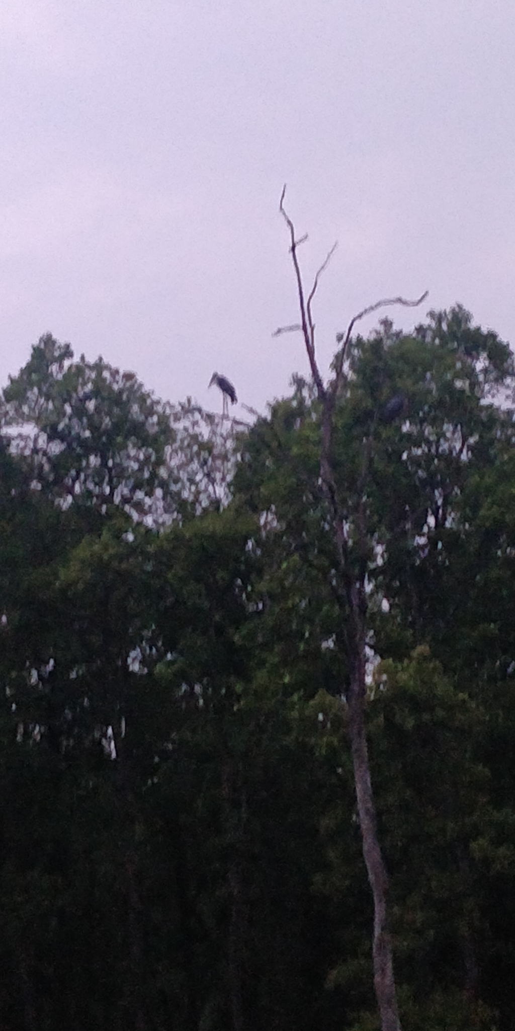 Lesser Adjutant