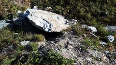 Marmota marmota