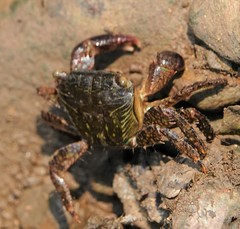 Metopograpsus quadridentatus