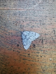 Nepytia pellucidaria