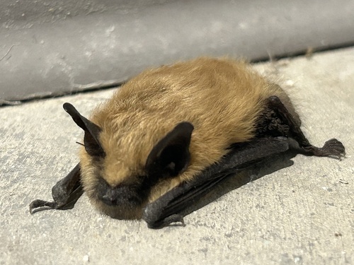 Western Small-footed Myotis photographed in Utah