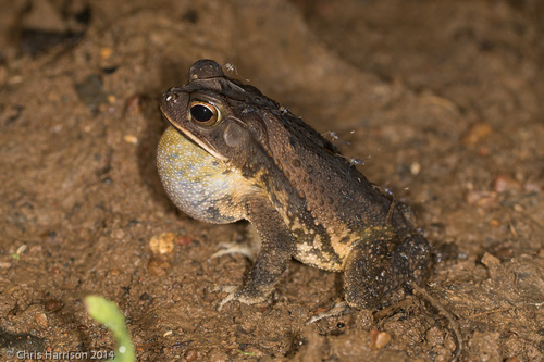 Central American Gulf Coast Toad