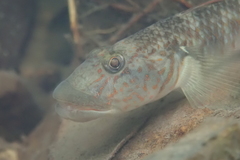 Rhinogobius similis