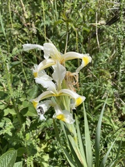 Iris orientalis