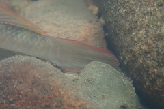 Rhinogobius similis