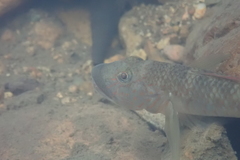 Rhinogobius similis