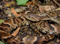 Xenodon rabdocephalus