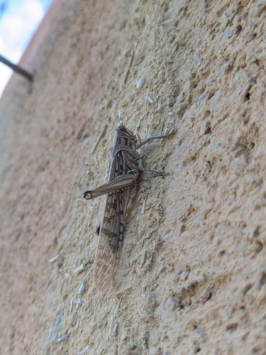 Desert Locust