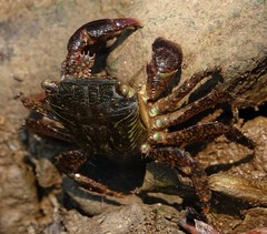 Metopograpsus quadridentatus