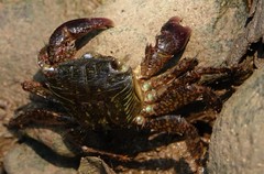 Metopograpsus quadridentatus