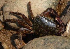 Metopograpsus quadridentatus