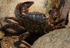 Metopograpsus quadridentatus