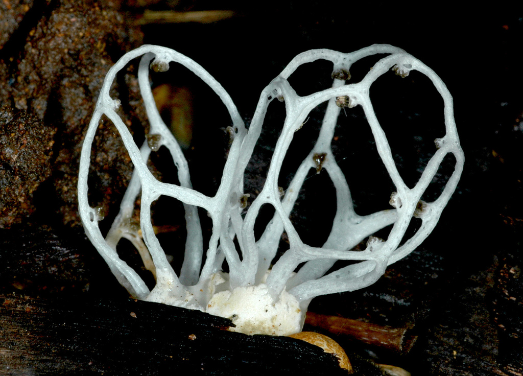 Clathrus delicatus